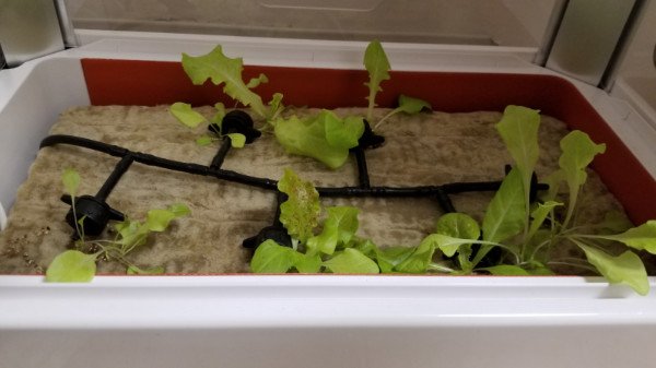 Lettuce growing in the Niwa