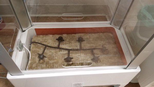 Seeds planted in the Niwa.