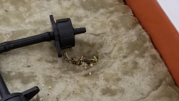 Closeup of sprouted lettuce.