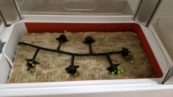 Lettuce sprouts on May 7.