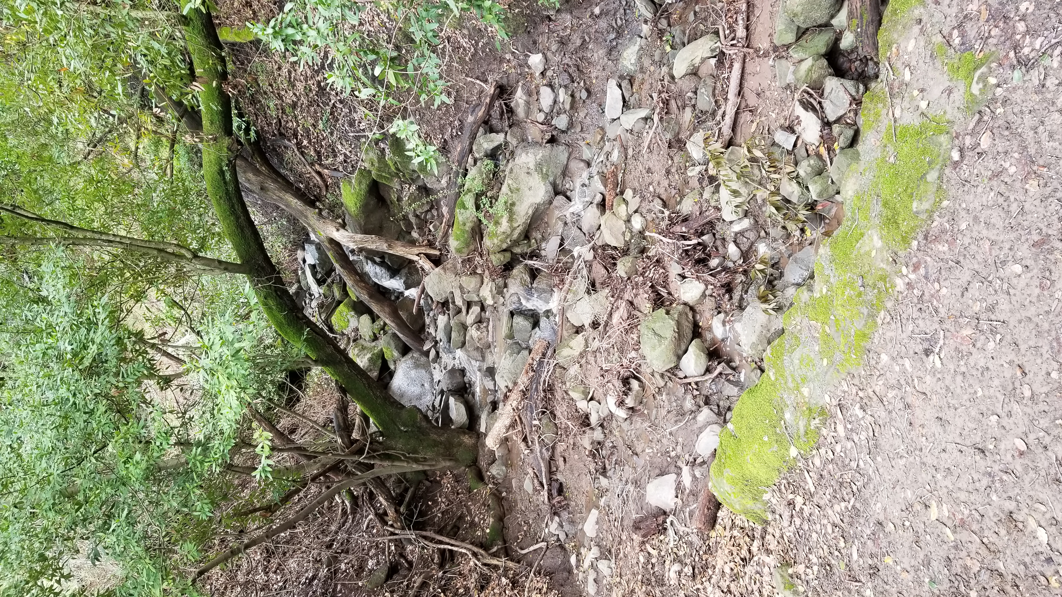 A stream in one of the small forested sections of Mission Peak.